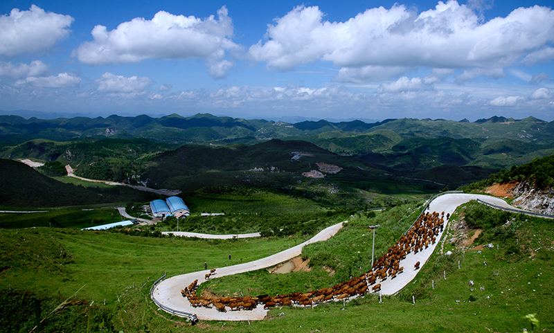 山村致富路