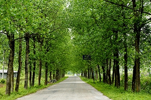 江口農(nóng)村公路